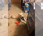 Small #10 Labrador Retriever Mix