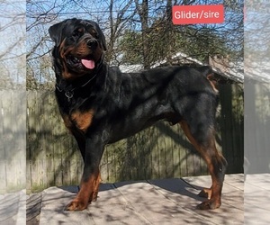 Father of the Rottweiler puppies born on 04/10/2023