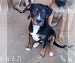 Small Photo #12 Boxweiler Puppy For Sale in Apple Valley, CA, USA