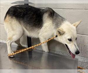 Siberian Husky-Unknown Mix Dogs for adoption in Conroe, TX, USA