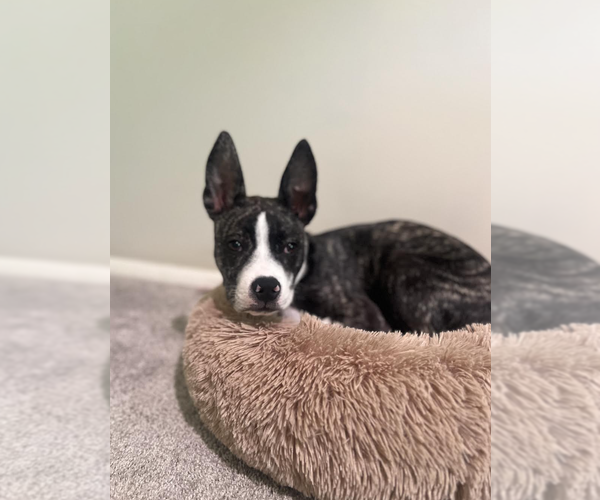 Medium Photo #6 Boston Terrier-Unknown Mix Puppy For Sale in Rockville, MD, USA