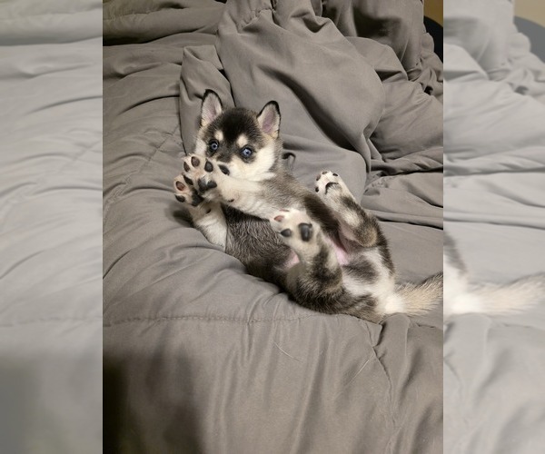 Medium Photo #3 Alaskan Klee Kai Puppy For Sale in SUNSET, UT, USA