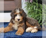 Small #3 Bernedoodle (Miniature)