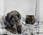 Small Photo #1 Bernedoodle Puppy For Sale in VERONA, MO, USA