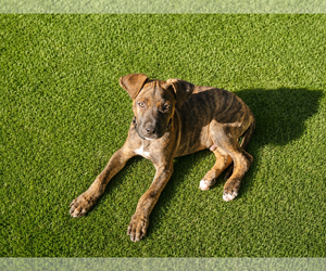 Mutt Dogs for adoption in Woodbury, NY, USA