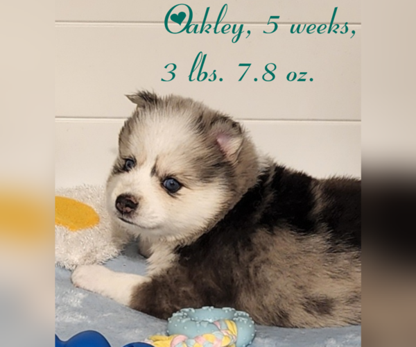 Medium Photo #1 Pomsky Puppy For Sale in RAMONA, CA, USA
