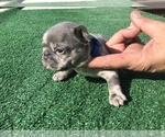Small Photo #32 French Bulldog Puppy For Sale in PLACERVILLE, CA, USA