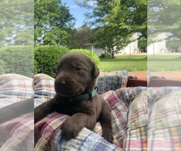 Medium Photo #3 Labrador Retriever Puppy For Sale in MIDDLEBURY, IN, USA