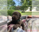 Small #2 Labrador Retriever