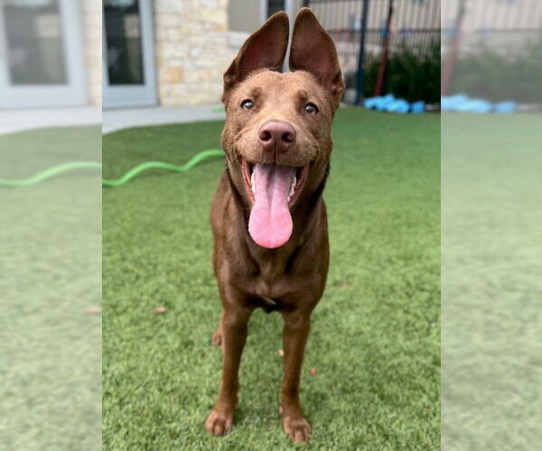 Medium Photo #2 German Shepherd Dog-Unknown Mix Puppy For Sale in Baytown, TX, USA