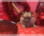 Small Photo #42 Pomeranian Puppy For Sale in GOSHEN, NY, USA