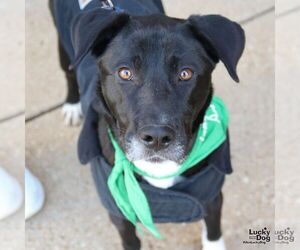 Labrador Retriever-Retriever  Mix Dogs for adoption in Washington, DC, USA