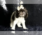 Small Photo #79 Cocker Spaniel Puppy For Sale in WARSAW, IN, USA