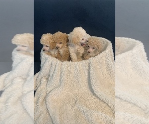 Poodle (Toy) Puppy for sale in ELDERWOOD, CA, USA