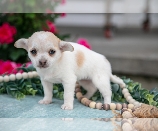 Medium Photo #10 Chihuahua Puppy For Sale in BERNE, IN, USA