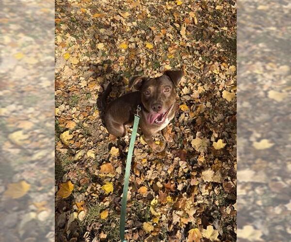Medium Photo #1 Beagle-Unknown Mix Puppy For Sale in Louisville, KY, USA