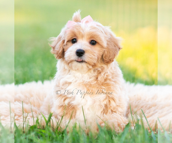 Medium Photo #7 Poodle (Miniature) Puppy For Sale in WARSAW, IN, USA