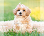 Small Photo #15 Poodle (Miniature) Puppy For Sale in WARSAW, IN, USA