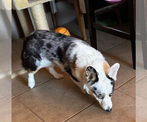 Pembroke Welsh Corgi-Unknown Mix Dogs for adoption in Willcox, AZ, USA