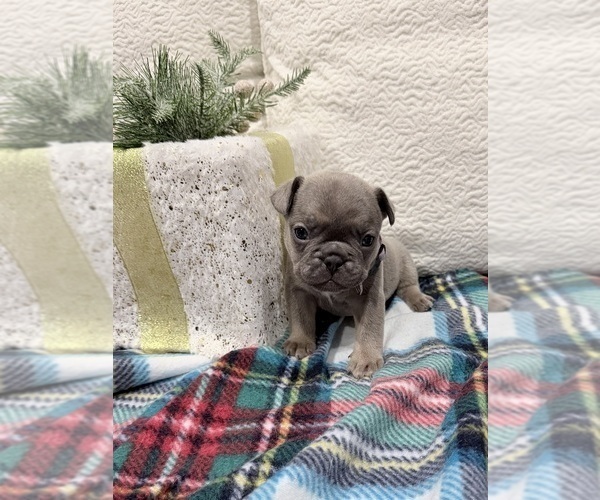 Medium Photo #2 French Bulldog Puppy For Sale in SACRAMENTO, CA, USA