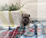 Small #1 French Bulldog
