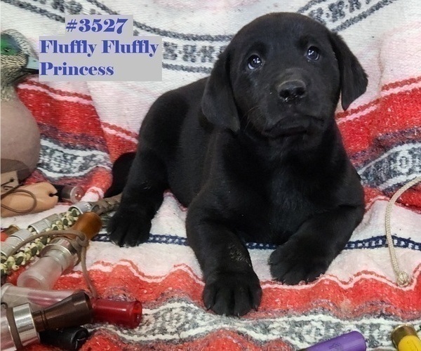 Medium Photo #1 Labrador Retriever Puppy For Sale in MERIDEN, KS, USA