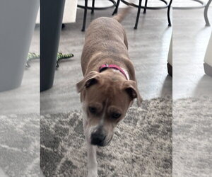 LUNA - Female Boxer-Staffordshire Bull Terrier Mix Dog for Adoption - Photo #3
