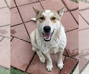 Australian Shepherd-Unknown Mix Dogs for adoption in Leavenworth, KS, USA
