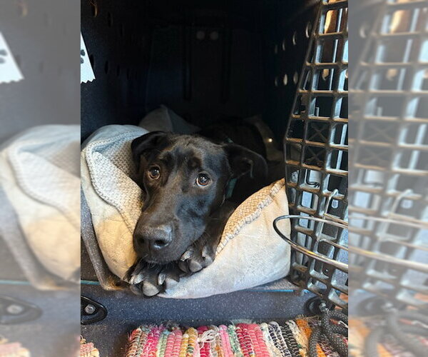Medium Photo #1 Labrador Retriever-Unknown Mix Puppy For Sale in Fort Collins, CO, USA