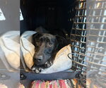 Bear - Female Labrador Retriever-Unknown Mix Dog for Adoption - Small photo