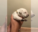 Small #53 Labrador Retriever