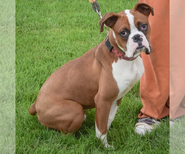 Medium Photo #3 Boxer Puppy For Sale in Huntley, IL, USA