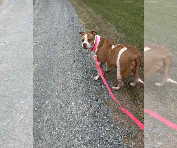 Medium Photo #4 American Staffordshire Terrier-Unknown Mix Puppy For Sale in Holly Springs, NC, USA