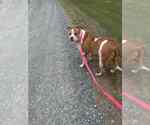 Small #3 American Staffordshire Terrier Mix