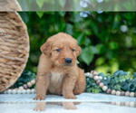Small Photo #26 Golden Retriever Puppy For Sale in WOLCOTTVILLE, IN, USA