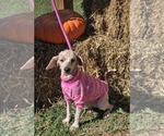Small #2 Poodle (Standard)