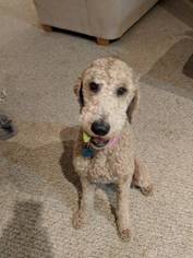 Double Doodle Puppy for sale in RICHMOND, KY, USA