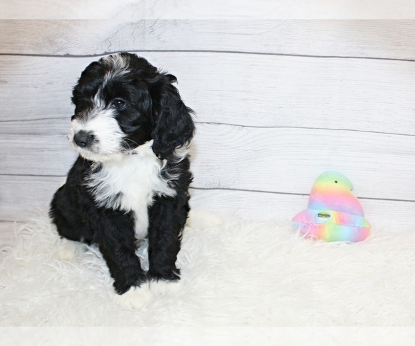 Medium Photo #4 Aussiedoodle Puppy For Sale in NORTH EAST, MD, USA