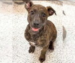 Small #1 Labrador Retriever Mix