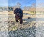 Small Photo #1 Bichpoo Puppy For Sale in OLIVE BRANCH, MS, USA