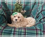 Small Photo #3 Maltipoo Puppy For Sale in OXFORD, PA, USA