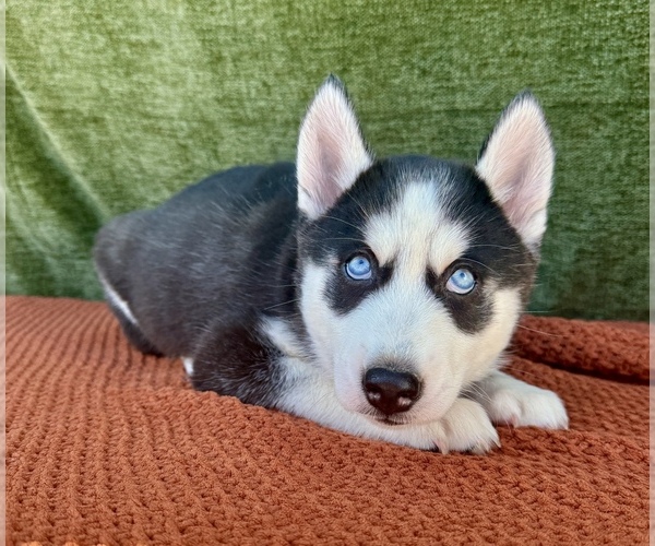 Medium Photo #3 Siberian Husky Puppy For Sale in OCALA, FL, USA