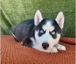 Small #2 Siberian Husky