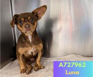 Chihuahua-Unknown Mix Dogs for adoption in San Antonio, TX, USA