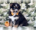 Small Photo #1 Pomeranian-Pomsky Mix Puppy For Sale in LAKELAND, FL, USA