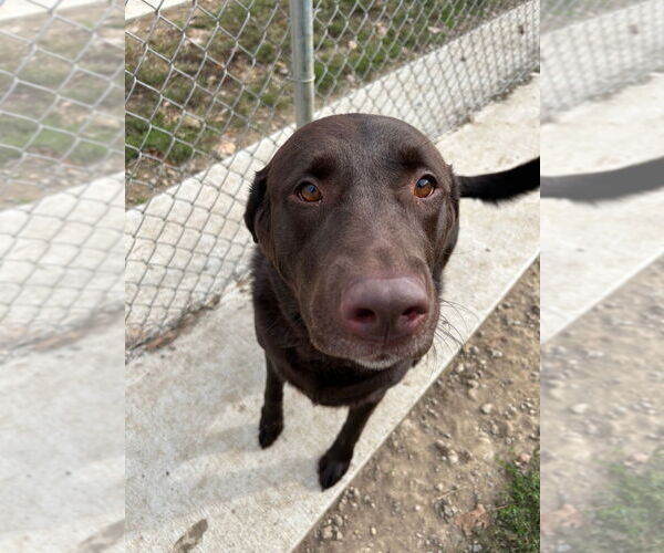 Medium Photo #2 - Mix Puppy For Sale in Pierceton , IN, USA