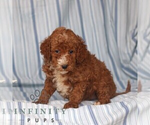 Poodle (Miniature) Puppy for sale in GAP, PA, USA