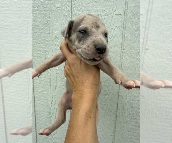 Medium Photo #61 Great Dane Puppy For Sale in HALLETTSVILLE, TX, USA