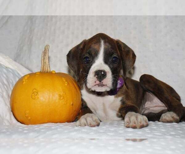 Medium Photo #1 Boxer Puppy For Sale in SHIPSHEWANA, IN, USA