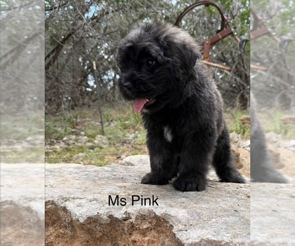 Medium Photo #3 Bouvier Des Flandres Puppy For Sale in BLANCO, TX, USA